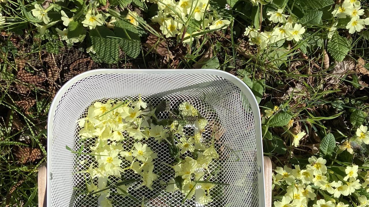 Erbe spontanee della Valsassina